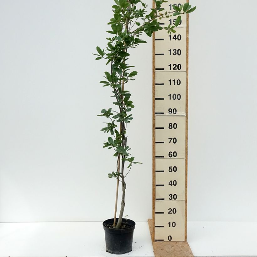 Exemplaar van Quercus robur Strypemonde - Zomereik Pot van 4 l/5 l zoals geleverd in de zomer