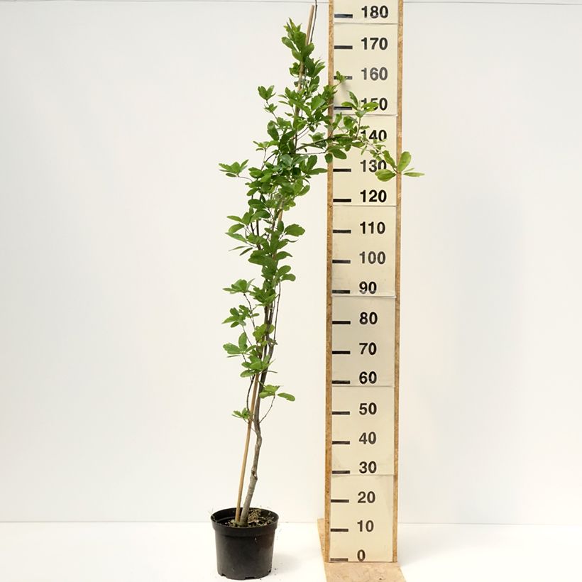 Exemplaar van Quercus robur Strypemonde - Zomereik Pot van 4 l/5 l zoals geleverd in de lente