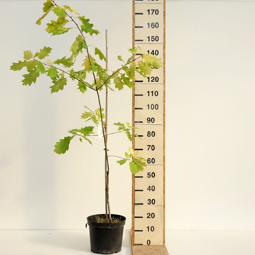 Exemplaar van Quercus rubra Aurea - Amerikaanse eik Pot van 7,5 l/10 l zoals geleverd in de zomer