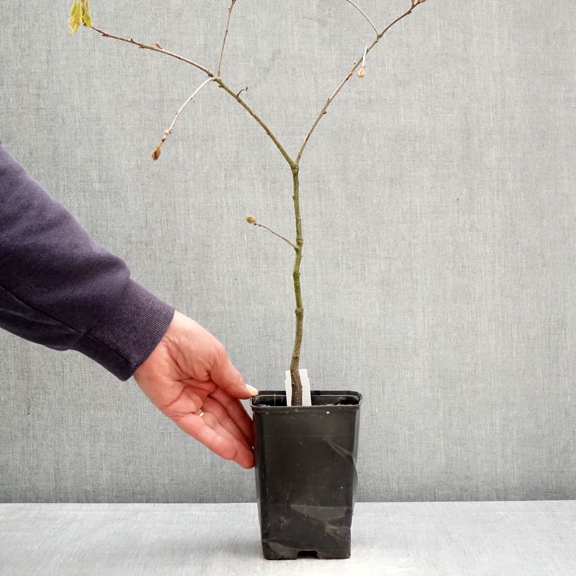 Exemplaar van Quercus rubra - Amerikaanse eik Pot van 12 cm / 13 cm, Kroonhoogte zoals geleverd in de lente