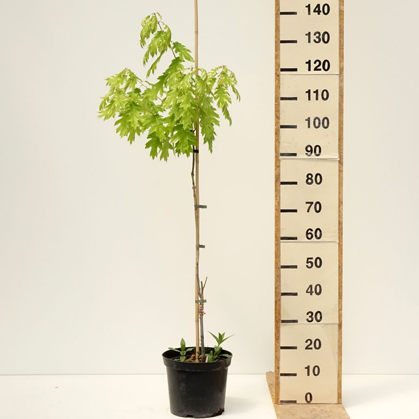 Exemplaar van Quercus rubra Wolfsdonk's Pride - Amerikaanse eik Pot van 7,5 l/10 l, Stengel zoals geleverd in de lente