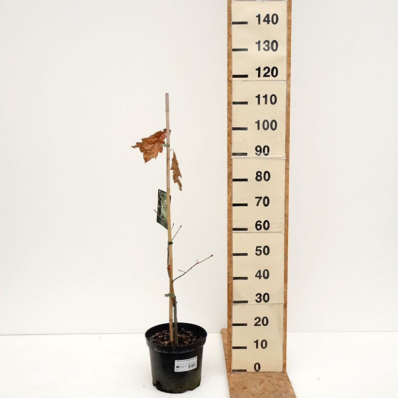 Exemplaar van Quercus rubra Wolfsdonk's Pride - Amerikaanse eik Pot van 7,5 l/10 l, Stengel zoals geleverd in de herfst