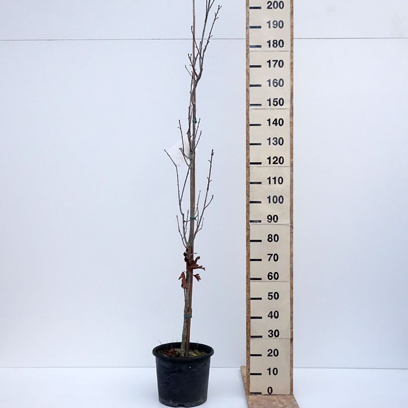 Exemplaar van Quercus Chimney Fire - Zuileik Pot van 12 l/15 l zoals geleverd in de winter