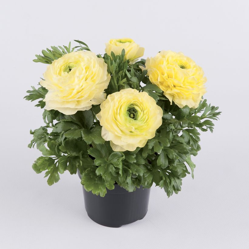 Ranunculus hybrida Vortex F1 Lemonade - Perzische ranonkel (Groeiplaats)