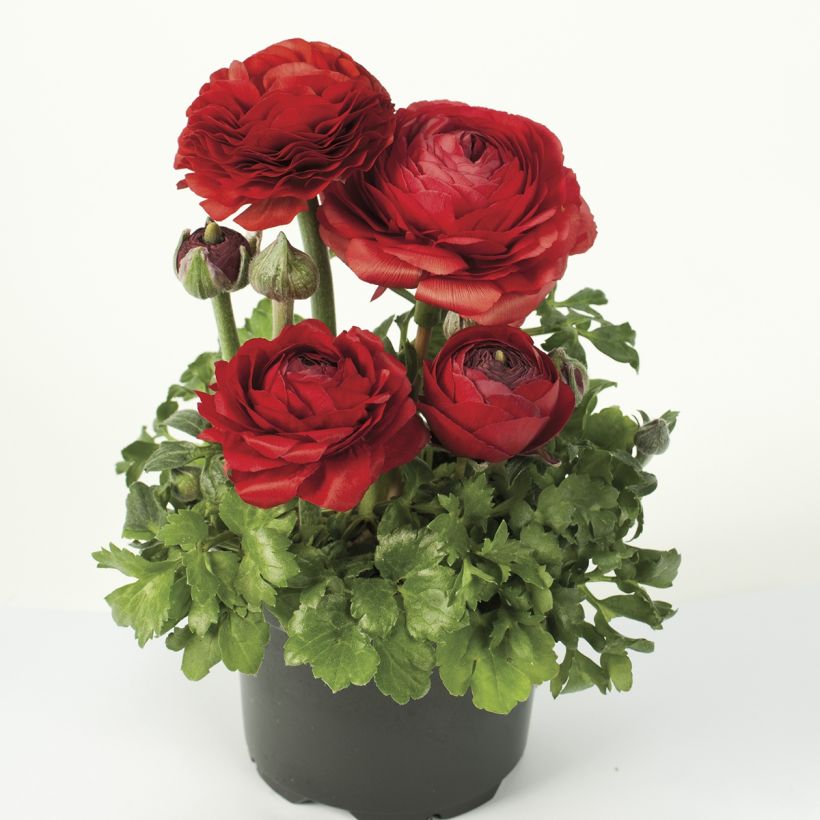 Ranunculus hybrida Vortex F1 Rood - Perzische ranonkel (Groeiplaats)