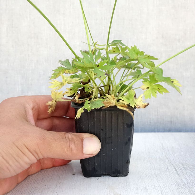 Exemplaar van Ranunculus acris - Scherpe boterbloem Kweekpotje van 7/8 cm zoals geleverd in de zomer