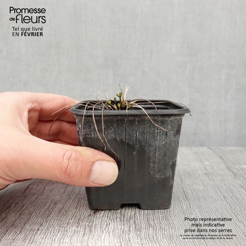 Example of Ranunculus acris - Bouton d'or Kweekpotje van 7/8 cm as you get in hiver