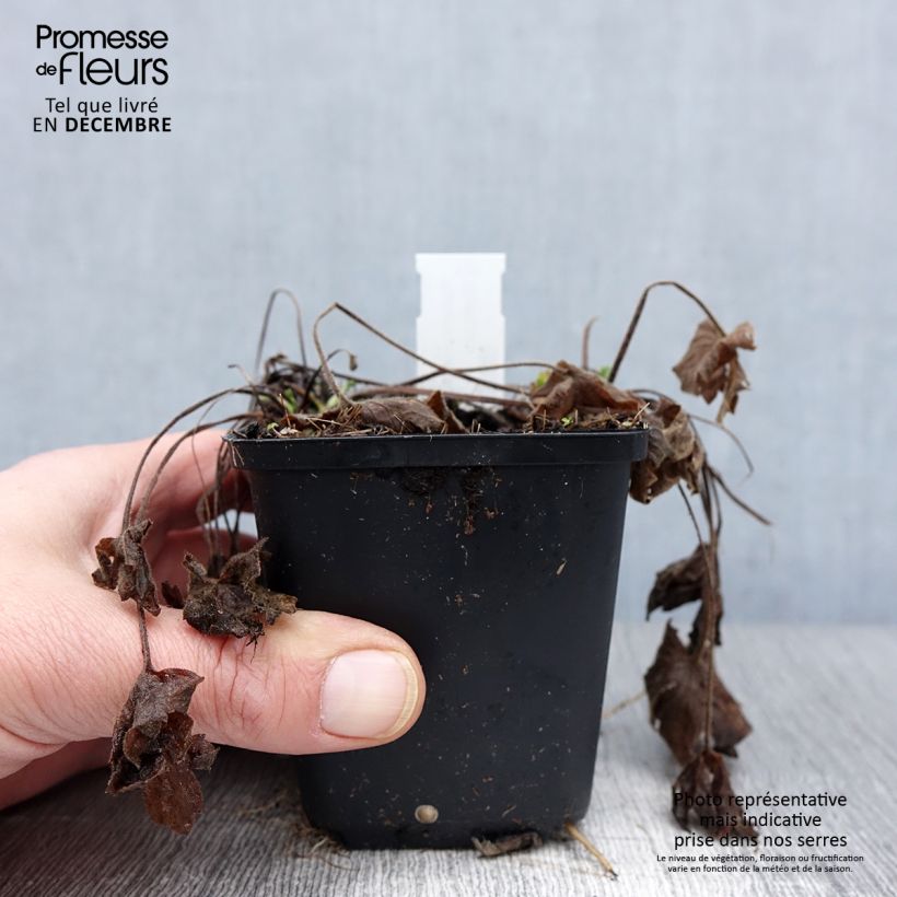 Exemplaar van Ranunculus acris Multiplex - Scherpe boterbloem Kweekpotje van 8/9 cm zoals geleverd in de herfst