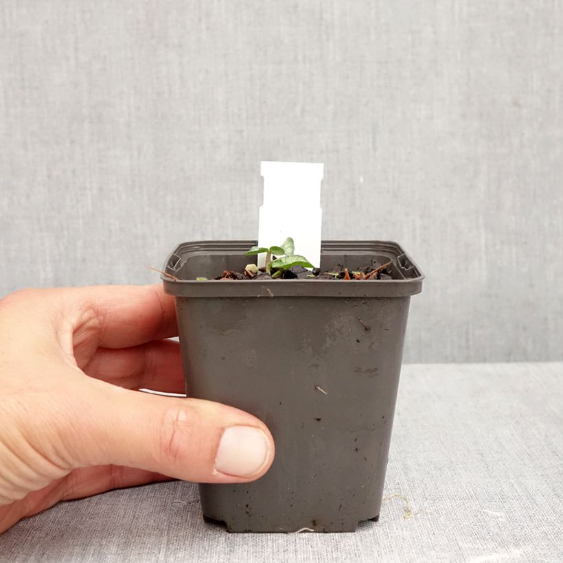 Exemplaar van Ranunculus ficaria Flore Pleno - Speenkruid Kweekpotje van 8/9 cm zoals geleverd in de herfst