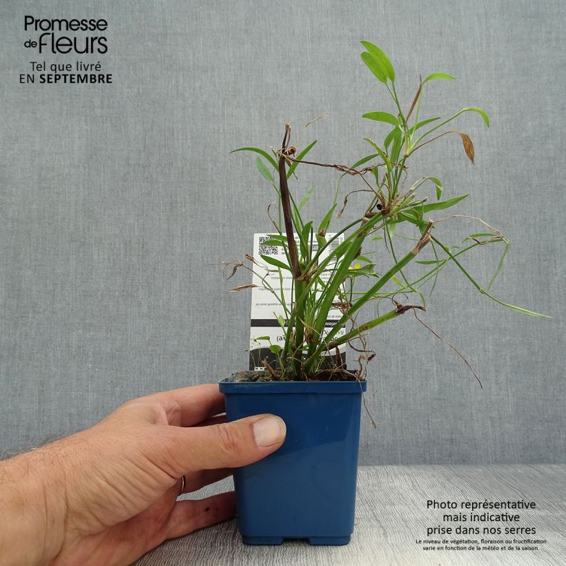 Exemplaar van Ranunculus flammula - Egelboterbloem Kweekpotje van 8/9 cm zoals geleverd in de herfst
