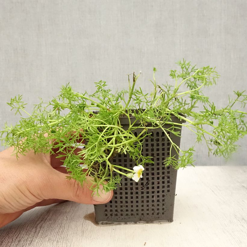 Exemplaar van Ranunculus aquatilis - Waterranonkel Pot van 1 l/1,5 l zoals geleverd in de zomer