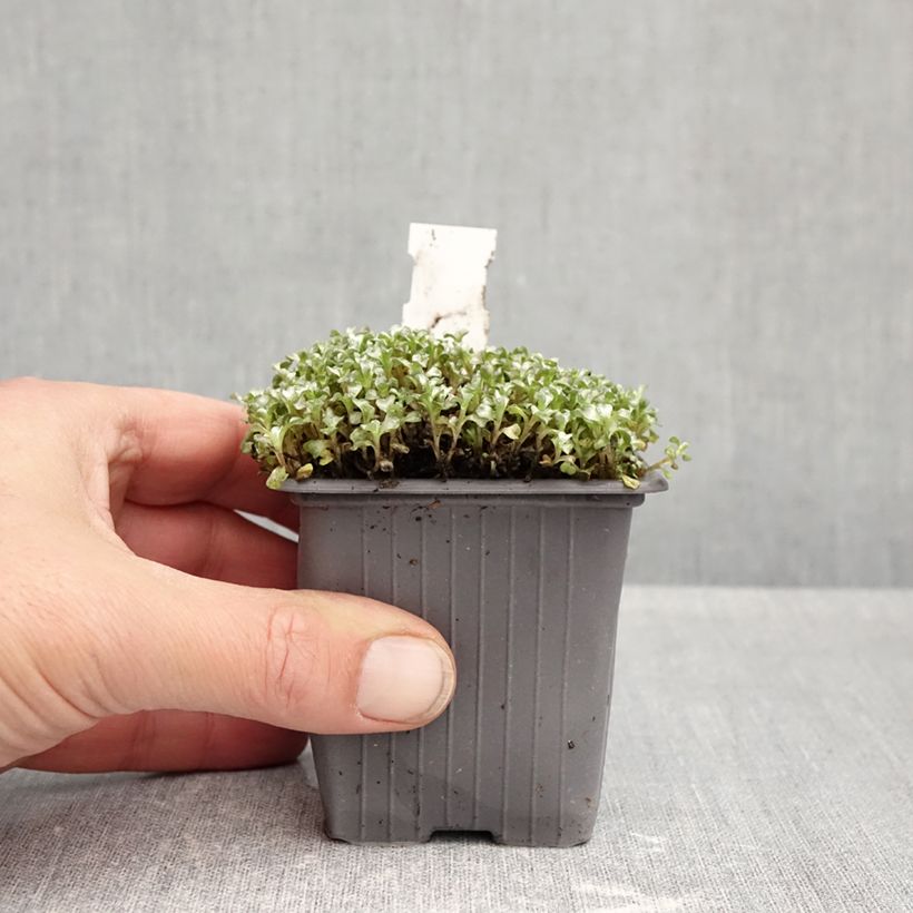Exemplaar van Raoulia australis - Zilverkussen Kweekpotje van 8/9 cm zoals geleverd in de herfst