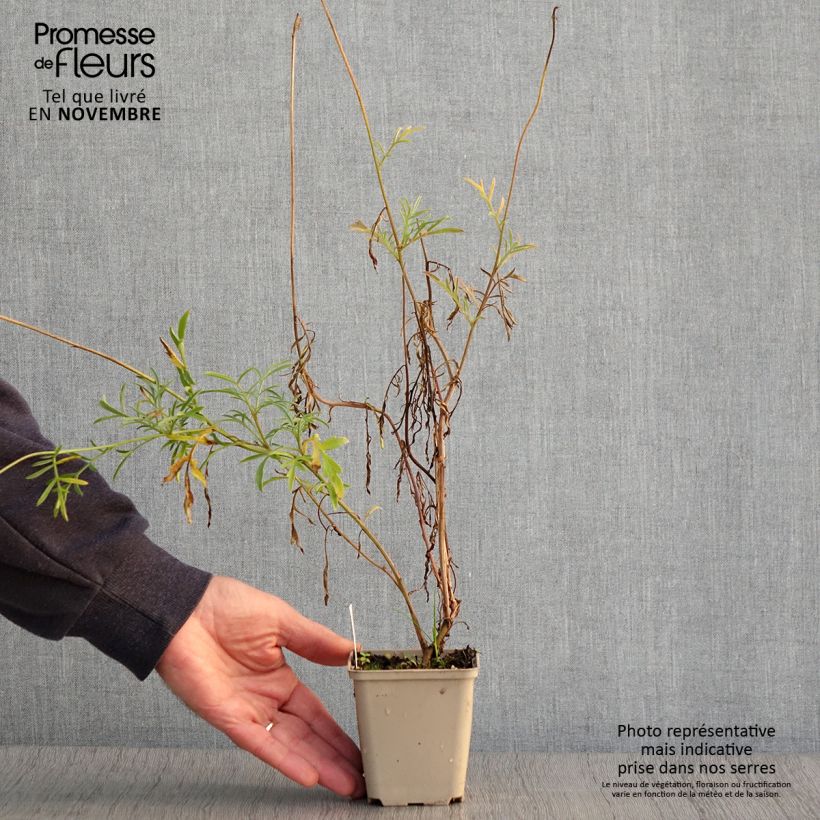 Exemplaar van Ratibida columnifera Pulcherrima - Prairiekegelbloem Kweekpotje van 8/9 cm zoals geleverd in de herfst