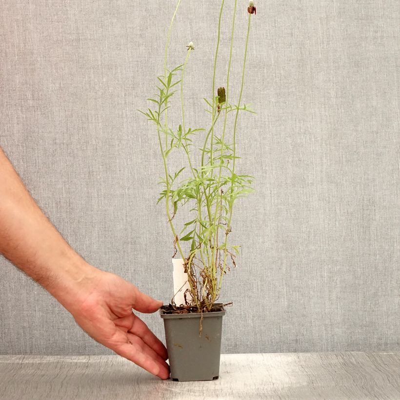 Exemplaar van Ratibida columnifera Pulcherrima - Prairiekegelbloem Kweekpotje van 8/9 cm zoals geleverd in de zomer