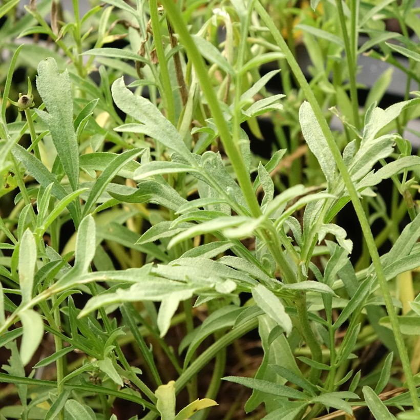 Ratibida columnifera Pulcherrima - Prairiekegelbloem (Blad)