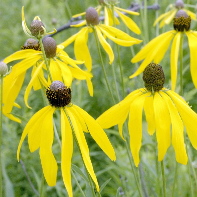 Ratibida pinnata - Prairiekegelbloem (Flowering)