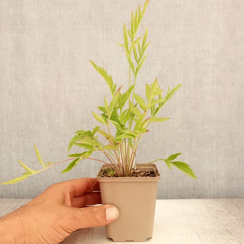 Exemplaar van Ratibida pinnata - Prairiekegelbloem Kweekpotje van 8/9 cm zoals geleverd in de zomer