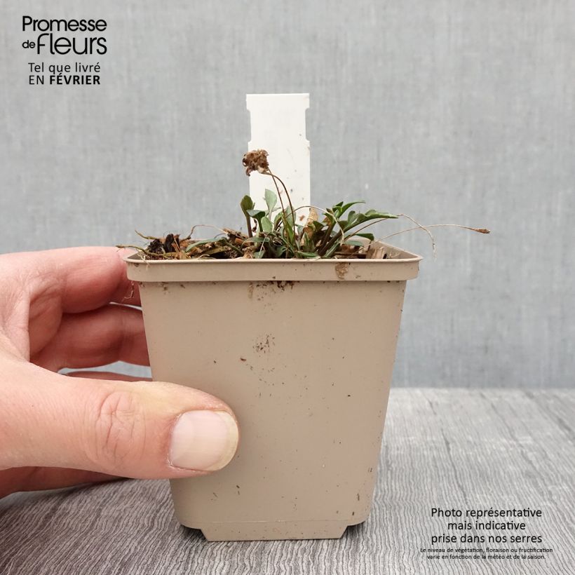 Example of Ratibida pinnata - Vivace Kweekpotje van 8/9 cm as you get in hiver