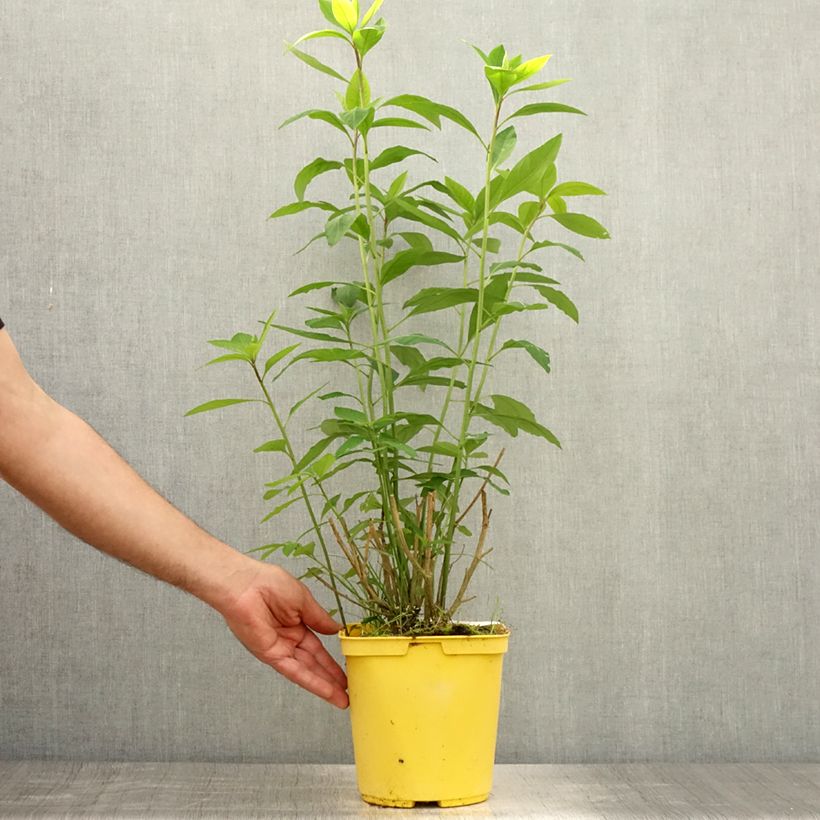 Exemplaar van Reinwardtia indica - Lin geelstruikje Pot van 4 l/5 l zoals geleverd in de zomer