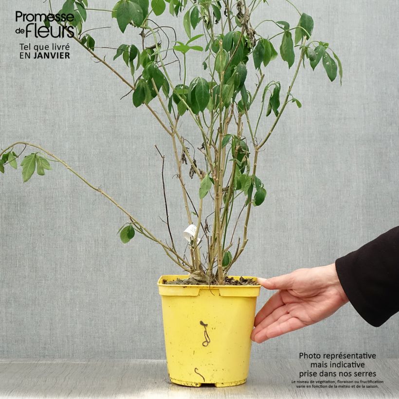 Example of Reinwardtia indica - Lin geelstruikje Pot van 4 l/5 l as you get in hiver