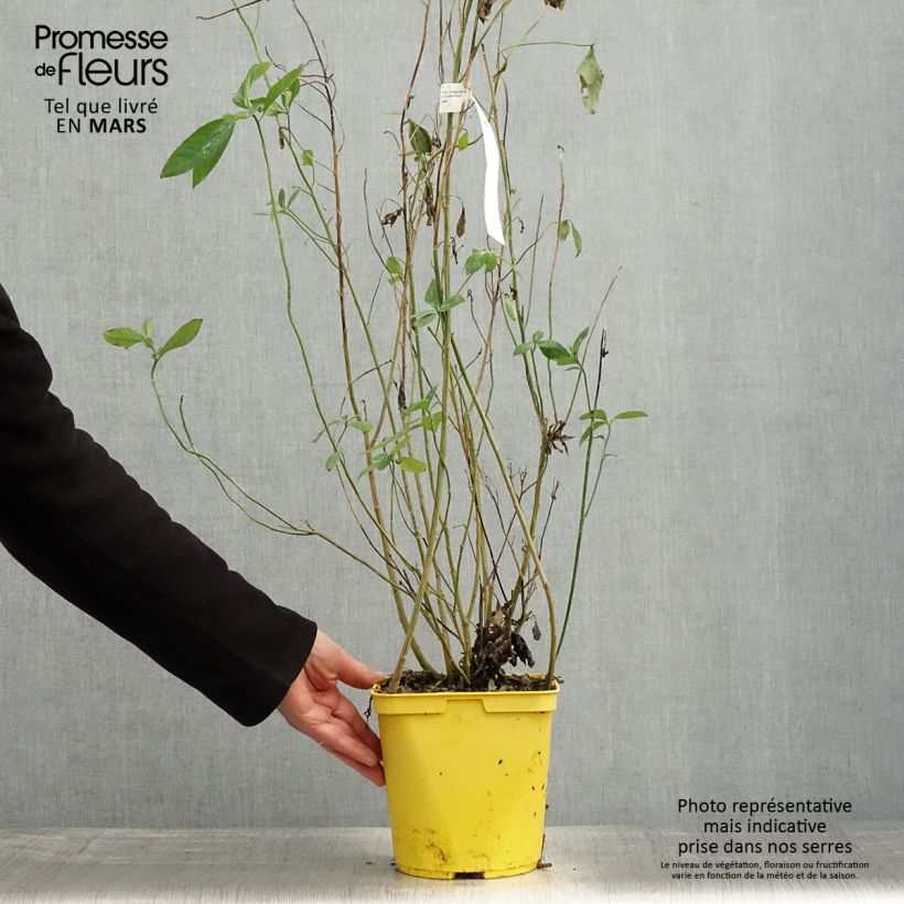 Exemplaar van Reinwardtia indica - Lin geelstruikje Pot van 4 l/5 l zoals geleverd in de lente