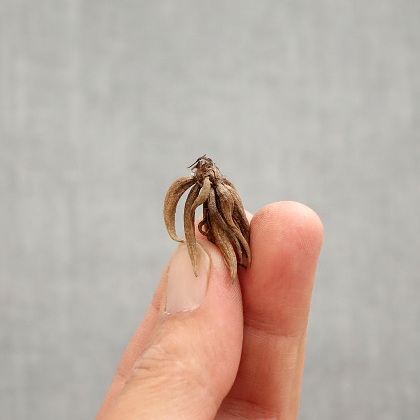 Example of Renoncule asiatique double blanc bord rose Bol size 6+ as you get in printemps