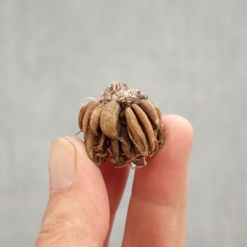 Exemplaar van Ranunculus asiaticus Oranje - Perzische ranonkel Bol kaliber 8+ zoals geleverd in de lente