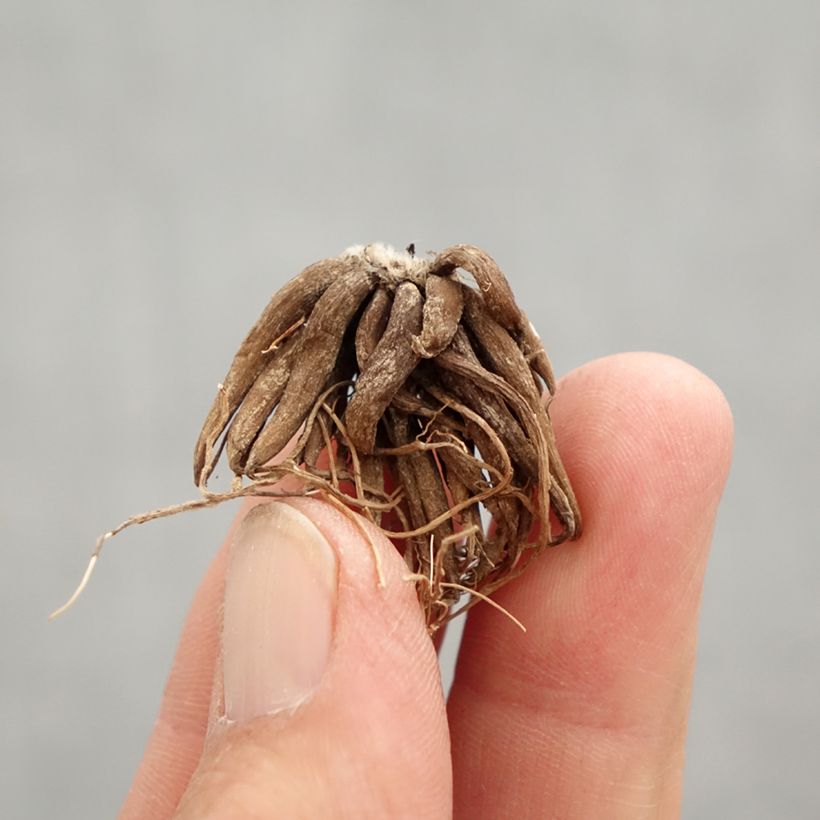 Example of Renoncule asiatique double rouge Bol Kaliber/Größe 8+ as you get in printemps