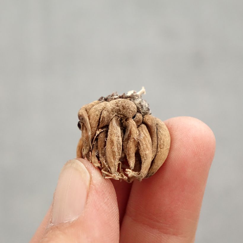 Exemplaar van Ranunculus asiaticus Pauline Violet - Perzische ranonkel Bol kaliber 8+ zoals geleverd in de lente