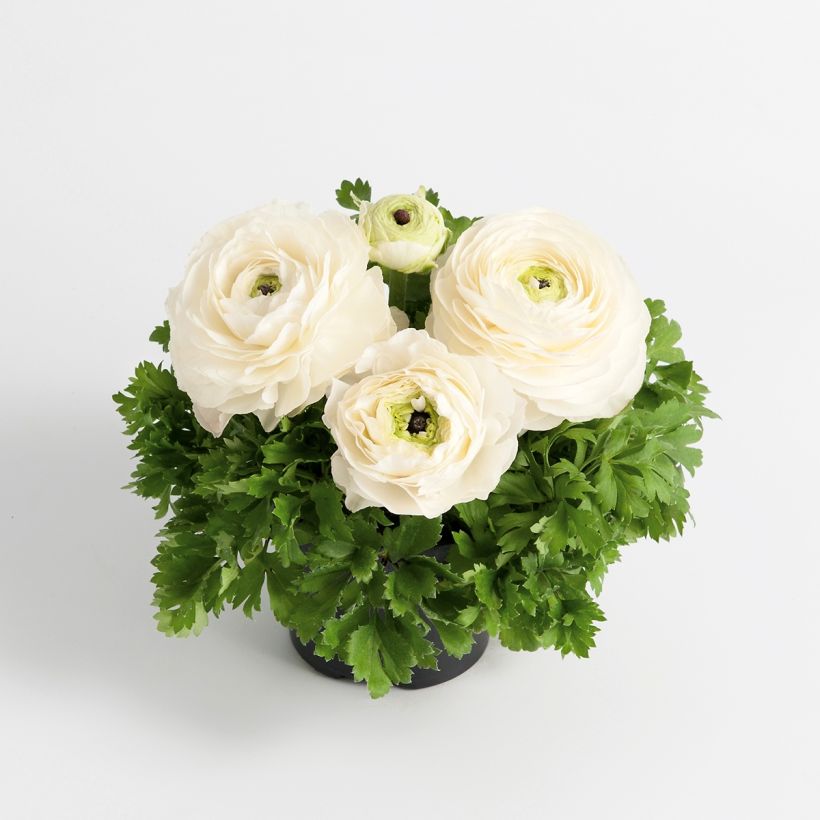Ranunculus hybrida Vortex F1 Wit - Perzische ranonkel (Groeiplaats)