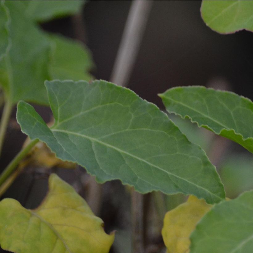 Fallopia aubertii - Bruidsluier (Foliage)