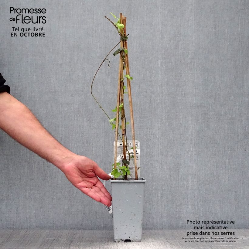 Exemplaar van Fallopia aubertii - Bruidsluier Pot van 2 l/3 l zoals geleverd in de herfst
