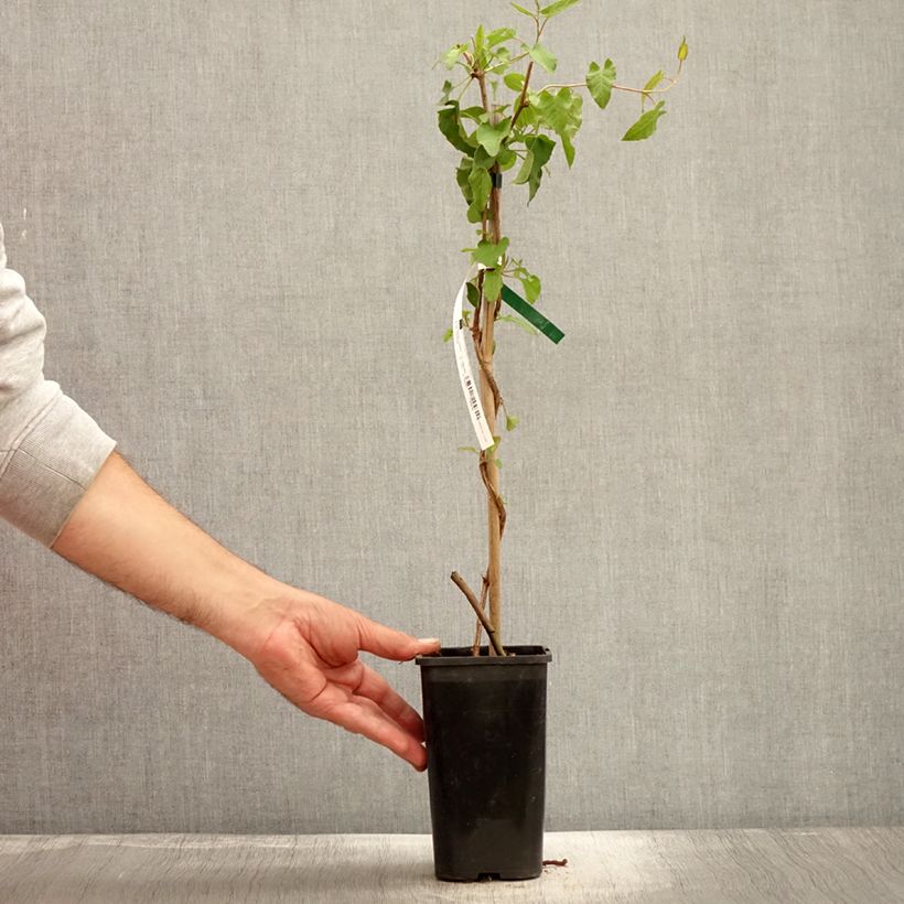 Exemplaar van Fallopia aubertii - Bruidsluier Pot van 1,5 l/2 l zoals geleverd in de herfst