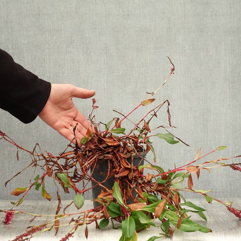 Exemplaar van Persicaria affinis Darjeeling Red - Kruipduizendknoop Pot van 2 l/3 l zoals geleverd in de herfst
