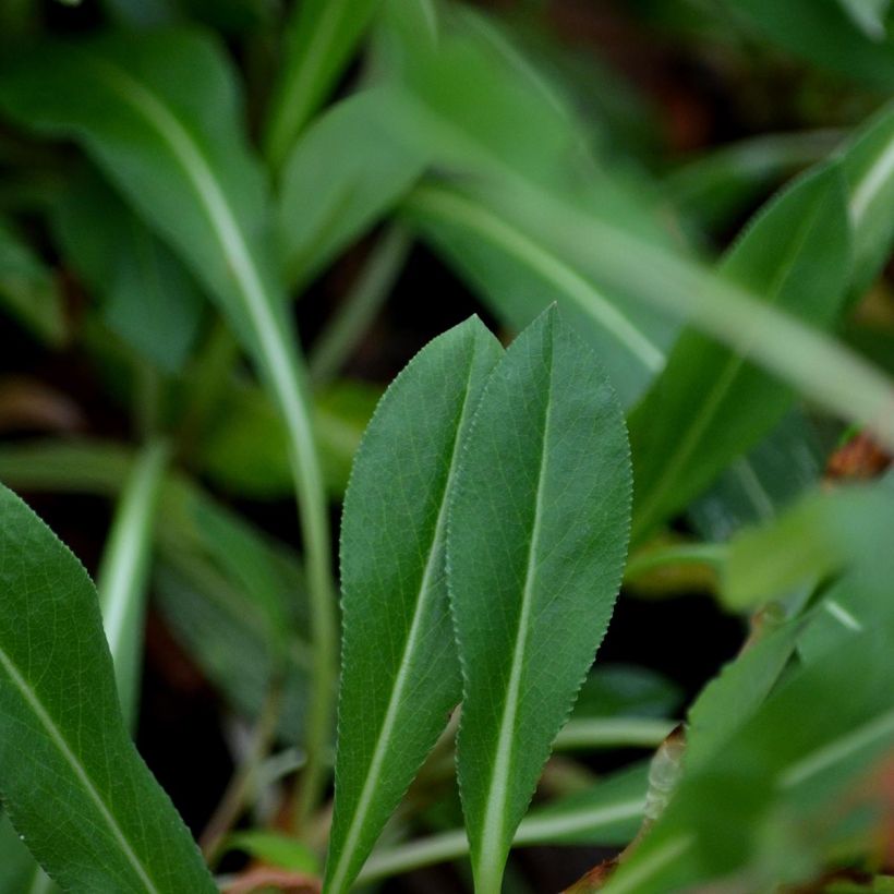 Persicaria affinis Donald Lowndes - Kruipduizendknoop (Foliage)