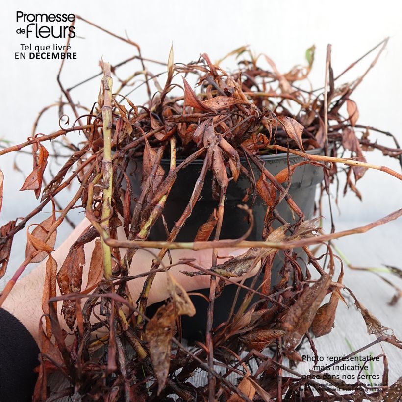 Exemplaar van Persicaria affinis Donald Lowndes - Kruipduizendknoop Pot van 2 l/3 l zoals geleverd in de herfst