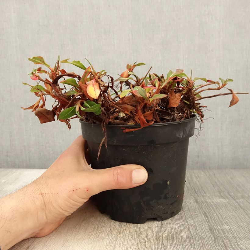 Exemplaar van Persicaria affinis Donald Lowndes - Kruipduizendknoop Pot van 2 l/3 l zoals geleverd in de lente