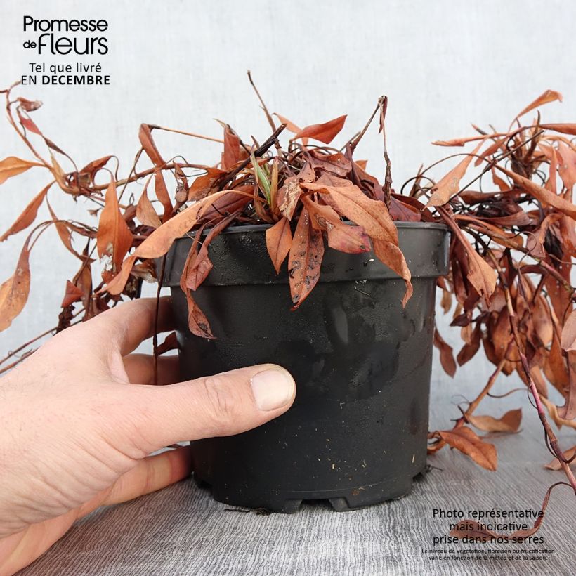 Exemplaar van Persicaria affinis Kabouter - Kruipduizendknoop Pot van 2 l/3 l zoals geleverd in de herfst