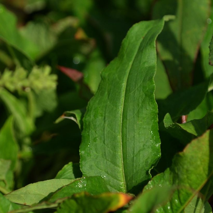 Persicaria amplexicaulis Pink Elephant - Duizendknoop (Foliage)