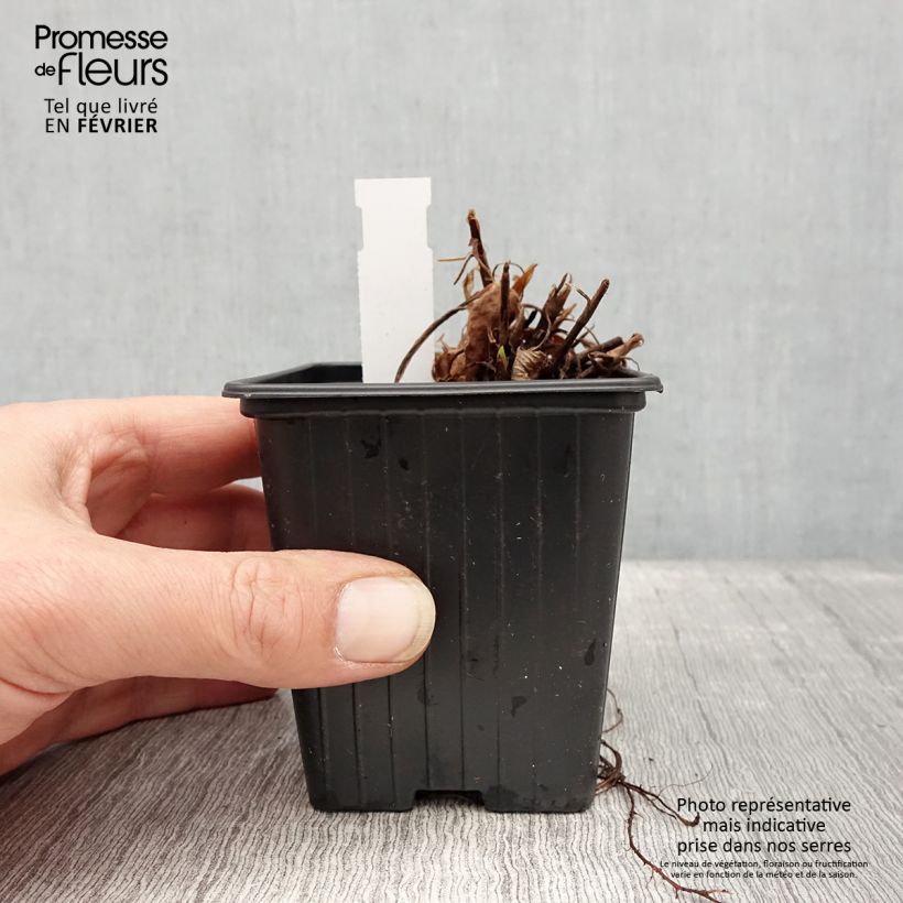 Example of Persicaria amplexicaulis Amethyst - Duizendknoop Kweekpotje van 8/9 cm as you get in hiver