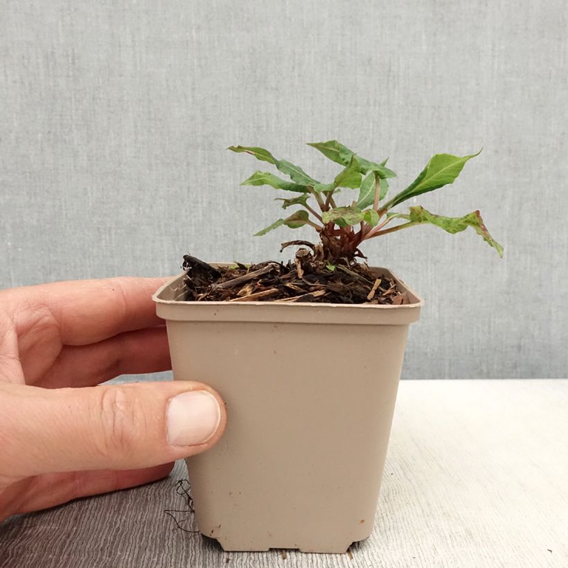 Exemplaar van Persicaria amplexicaulis Black Dreams - Duizendknoop Kweekpotje van 8/9 cm zoals geleverd in de lente