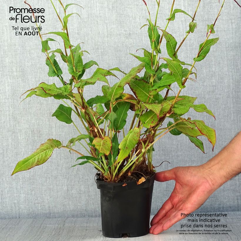 Exemplaar van Persicaria amplexicaulis Blackfield - Duizendknoop Pot van 2 l/3 l zoals geleverd in de zomer