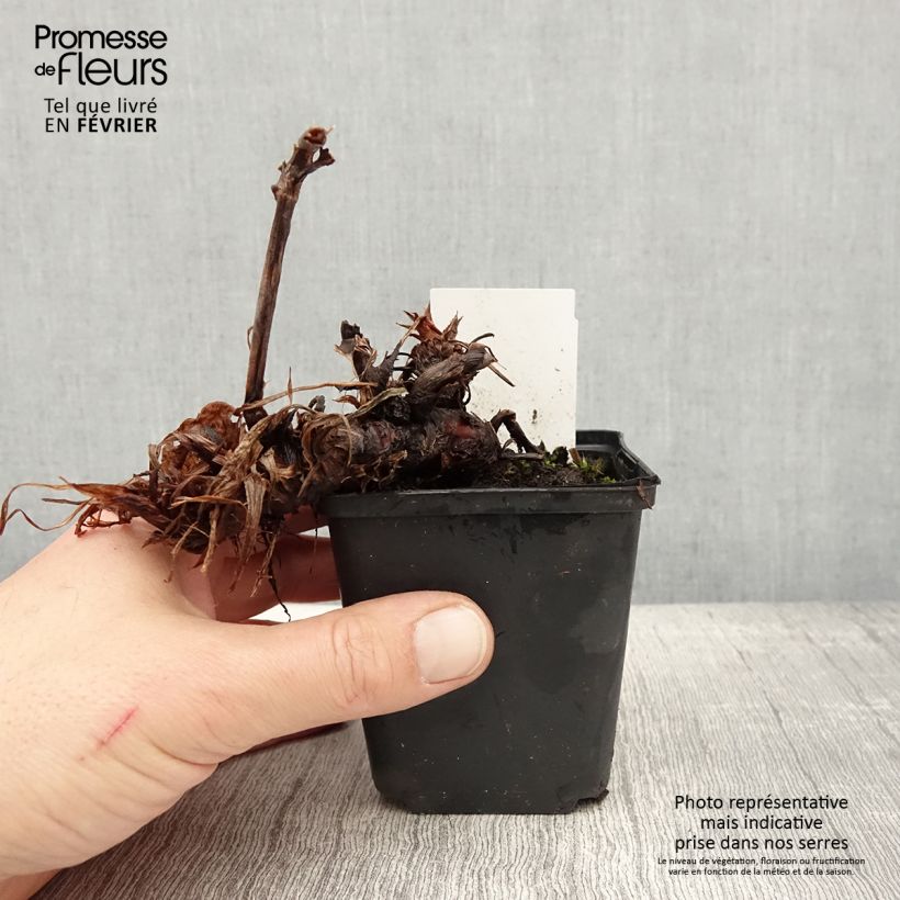 Example of Renouée - Persicaria amplexicaulis Bloody Mary Kweekpotje van 8/9 cm as you get in hiver