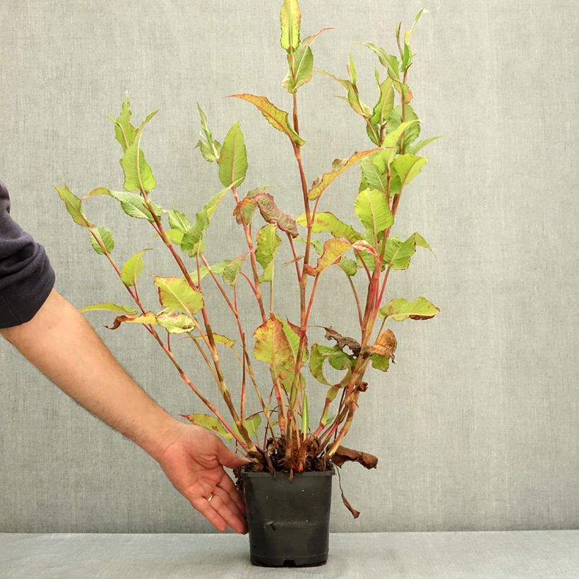 Exemplaar van Persicaria amplexicaulis Bloody Mary - Duizendknoop Pot van 2 l/3 l zoals geleverd in de zomer