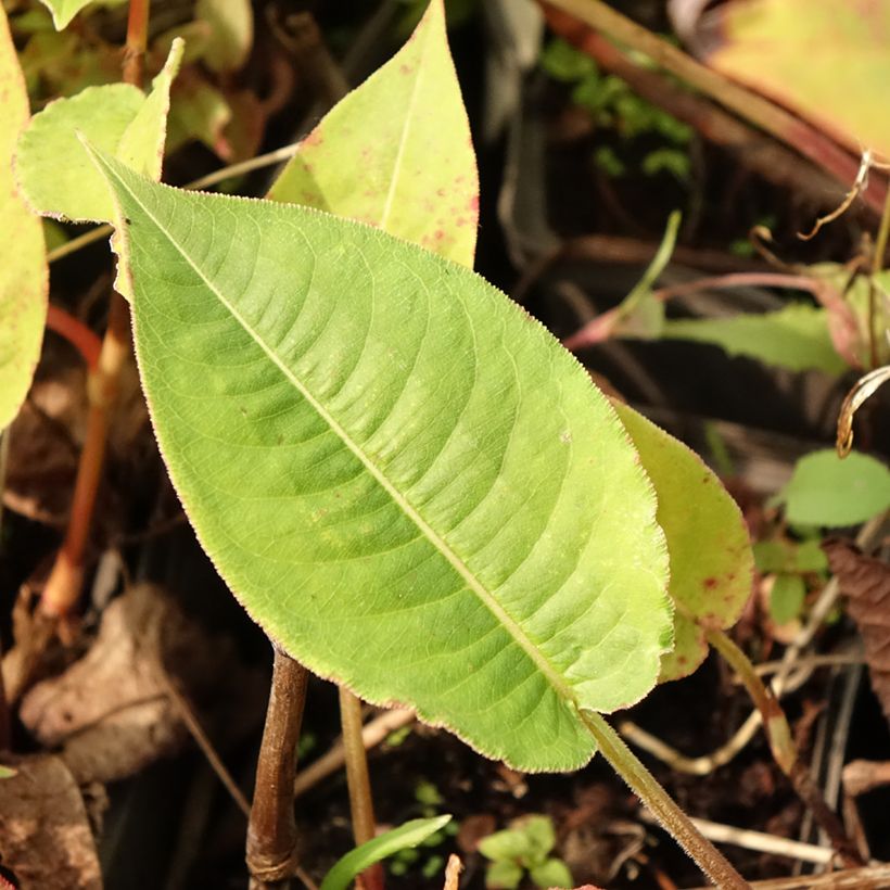 Persicaria amplexicaulis High Society - Duizendknoop (Blad)