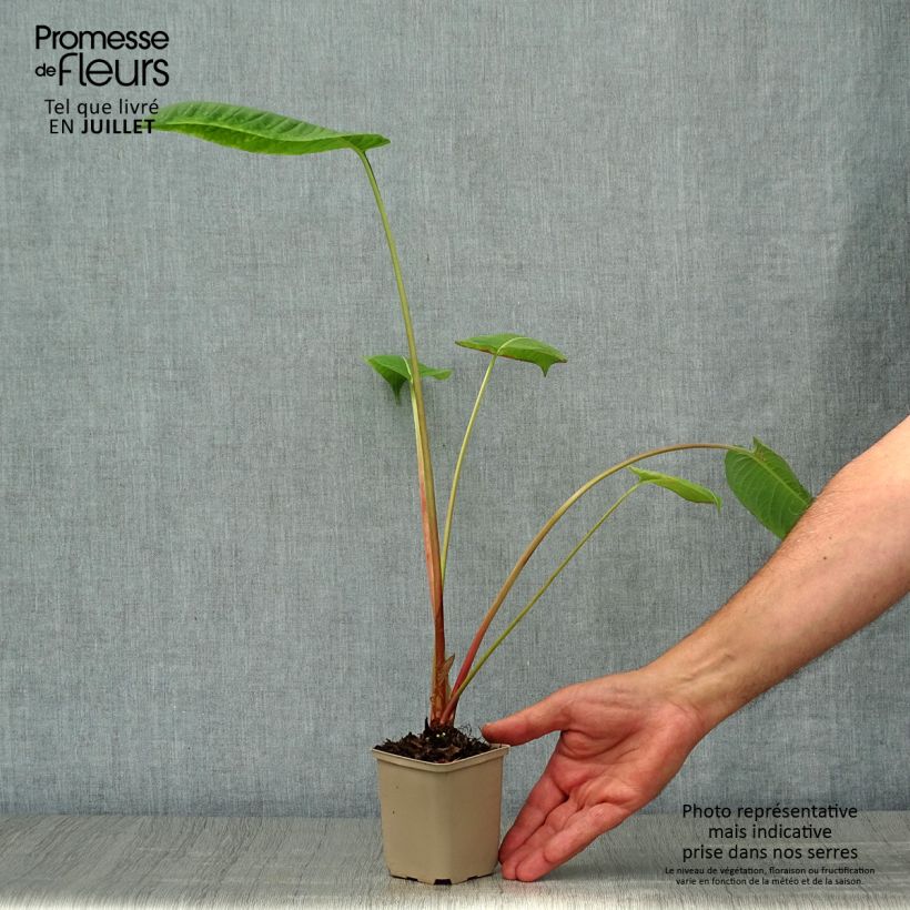 Exemplaar van Persicaria amplexicaulis Jo and Guidos Form - Duizendknoop Kweekpotje van 8/9 cm zoals geleverd in de zomer