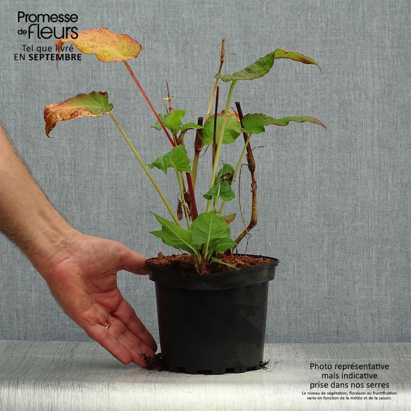 Exemplaar van Persicaria amplexicaulis Rosea - Duizendknoop Pot van 2 l/3 l zoals geleverd in de herfst