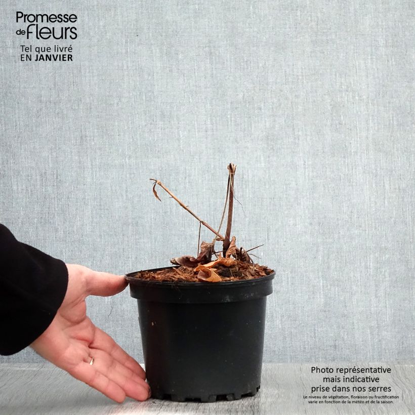 Example of Persicaria amplexicaulis Rosea - Duizendknoop Pot van 2 l/3 l as you get in hiver