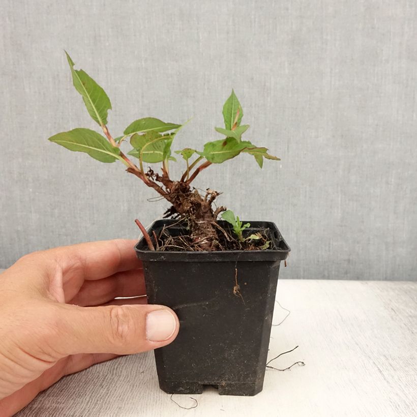 Exemplaar van Persicaria amplexicaulis Vesuvius - Duizendknoop Kweekpotje van 8/9 cm zoals geleverd in de zomer