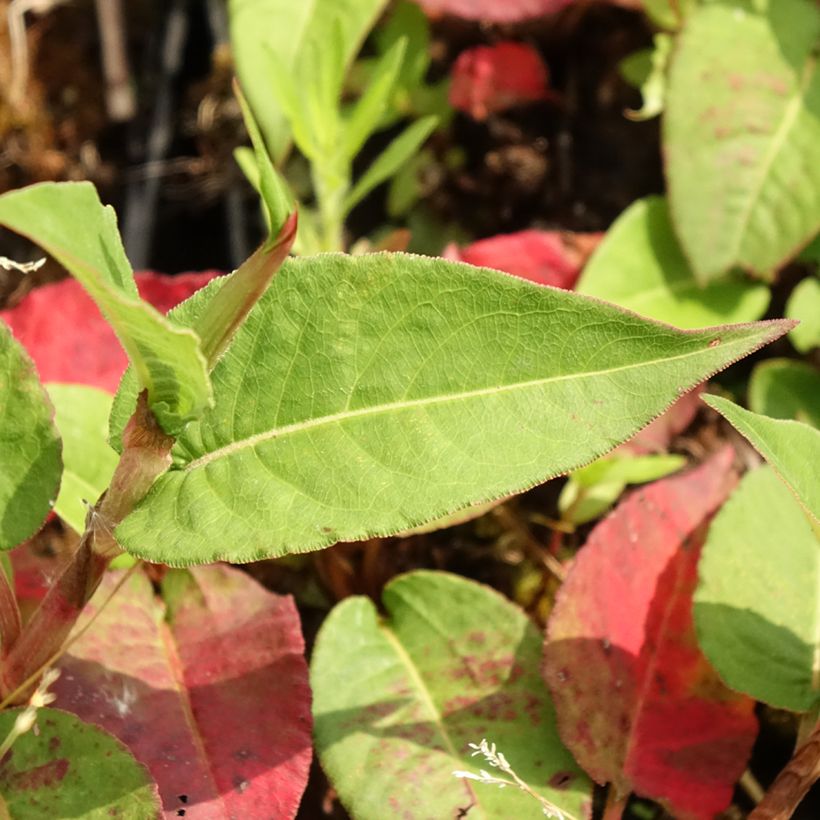 Persicaria amplexicaulis Vesuvius - Duizendknoop (Blad)